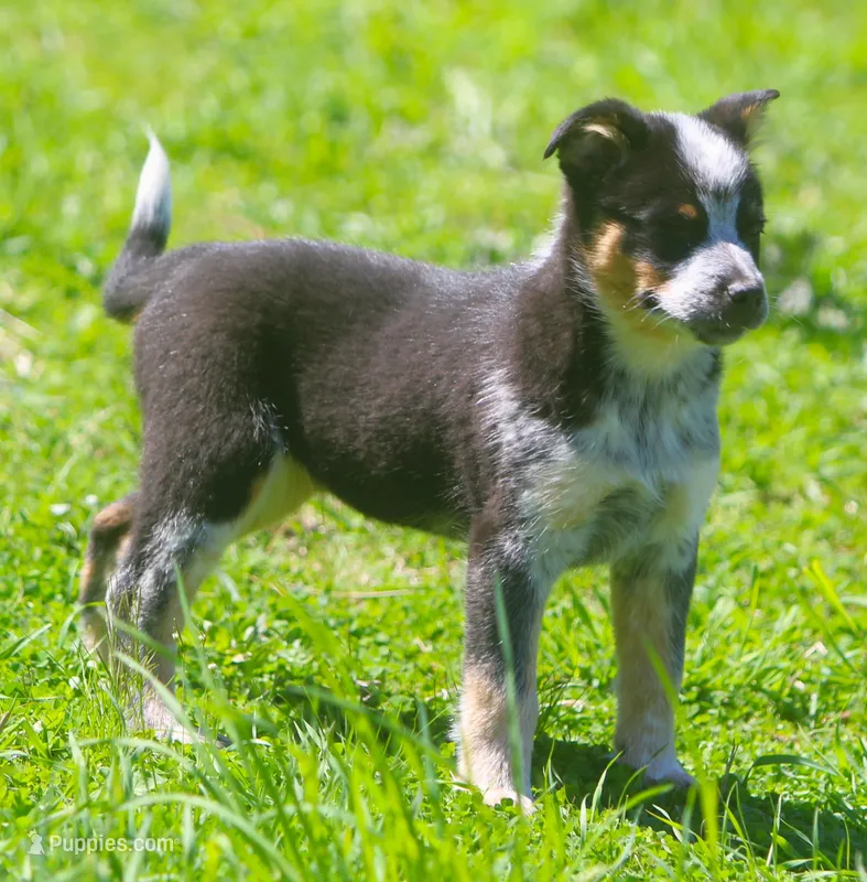 Rip – Australian Shepherd, Labrador Retriever puppy for sale in Howell, MI