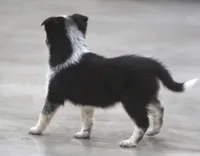 Rolo, a male Australian Shepherd and Labrador Retriever for sale in Howell, MI – Photo 4 of 4