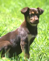 Bella, a female German Shepherd Dog and Labrador Retriever for sale in Howell, MI – Photo 3 of 4