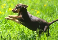 Bella, a female German Shepherd Dog and Labrador Retriever for sale in Howell, MI – Photo 2 of 4