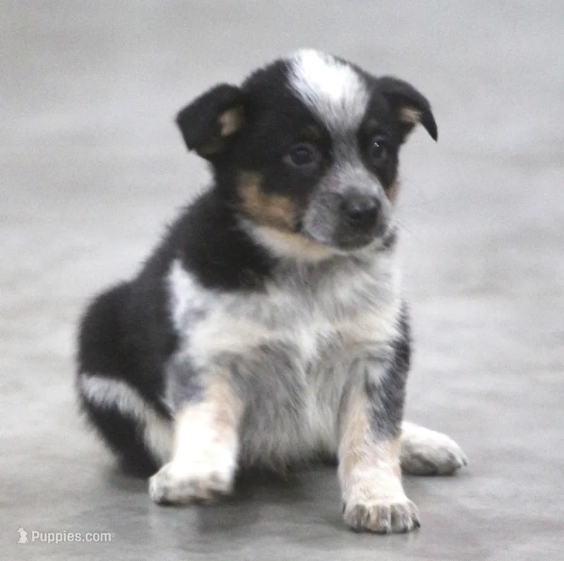 Rolo – Australian Shepherd, Labrador Retriever puppy for sale in Howell, MI