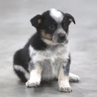 Rolo, a male Australian Shepherd and Labrador Retriever for sale in Howell, MI – Photo 1 of 4