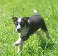 Rip, a male Australian Shepherd and Labrador Retriever for sale in Howell, MI – Photo 6 of 6