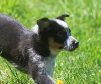 Rip, a male Australian Shepherd and Labrador Retriever for sale in Howell, MI – Photo 3 of 6