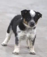Rolo, a male Australian Shepherd and Labrador Retriever for sale in Howell, MI – Photo 3 of 4