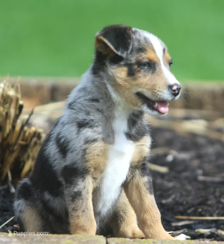 Bullett – Australian Shepherd, Labrador Retriever puppy for sale in Howell, MI