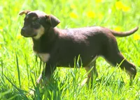 Bella, a female German Shepherd Dog and Labrador Retriever for sale in Howell, MI – Photo 4 of 4