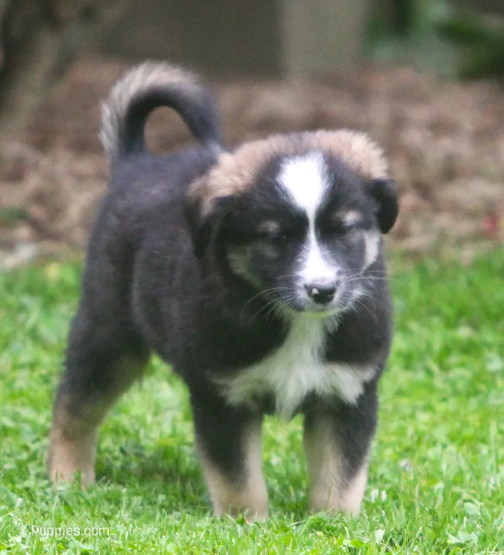 River – Border Collie, Labrador Retriever puppy for sale in Lansing, MI