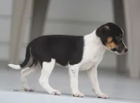 Roku, a male Jack Russell Terrier and Toy Fox Terrier for sale in Lansing, MI – 4 of 6