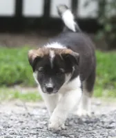 Cody, a male Border Collie and Labrador Retriever for sale in Lansing, MI – 2 of 4