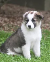 Tully, a female Border Collie and Labrador Retriever for sale in Lansing, MI – 6 of 10