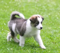 Tully, a female Border Collie and Labrador Retriever for sale in Lansing, MI – 3 of 10