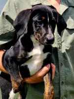 Roxy, a male German Shepherd Dog and Labrador Retriever for sale in Howell, MI – 2 of 2