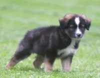 River, a male Border Collie and Labrador Retriever for sale in Lansing, MI – 2 of 6