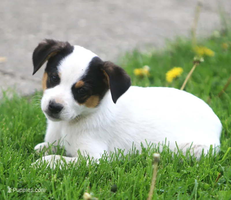 Loki – Jack Russell Terrier, Miniature Pinscher puppy for sale in Howell, MI