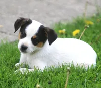 Loki, a male Jack Russell Terrier and Miniature Pinscher for sale in Howell, MI – 2 of 3
