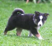 Haley, a female Border Collie and Labrador Retriever for sale in Lansing, MI – 6 of 8