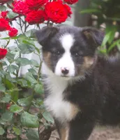 Haley, a female Border Collie and Labrador Retriever for sale in Lansing, MI – 8 of 8