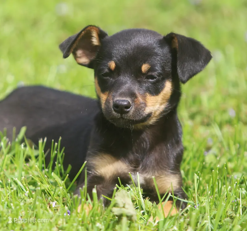 Nicki – Jack Russell Terrier, Miniature Pinscher puppy for sale in Howell, MI