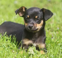 Nicki, a female Jack Russell Terrier and Miniature Pinscher for sale in Howell, MI – 1 of 5