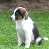 Noah, a male Border Collie and Labrador Retriever for sale in Lansing, MI – 5 of 8