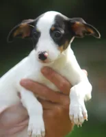 Raina, a female Jack Russell Terrier and Toy Fox Terrier for sale in Lansing, MI – 9 of 9