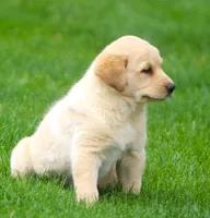 Goldie, a female German Shepherd Dog and Golden Retriever for sale in Howell, MI – 3 of 5