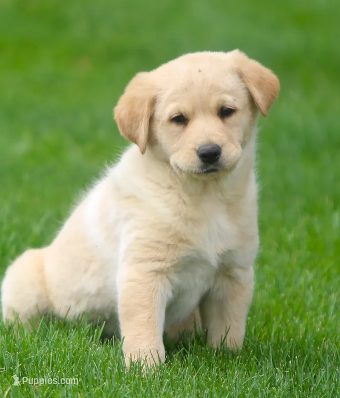 Goldie – German Shepherd Dog, Golden Retriever puppy for sale in Howell, MI