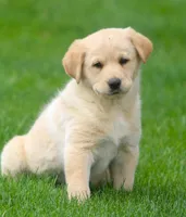 Goldie, a female German Shepherd Dog and Golden Retriever for sale in Howell, MI – 1 of 5