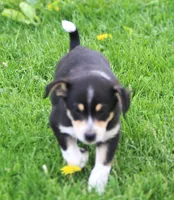 Ziggy, a male Jack Russell Terrier and Miniature Pinscher for sale in Howell, MI – 4 of 4