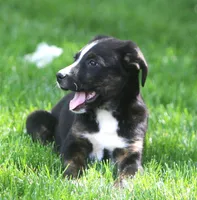 Charlie, a male German Shepherd Dog and Labrador Retriever for sale in Howell, MI – 2 of 4