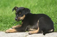 Nicki, a female Jack Russell Terrier and Miniature Pinscher for sale in Howell, MI – 4 of 5