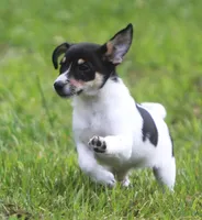 Sunny, a female Jack Russell Terrier and Toy Fox Terrier for sale in Lansing, MI – 6 of 7