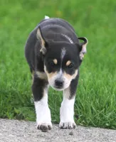 Ziggy, a male Jack Russell Terrier and Miniature Pinscher for sale in Howell, MI – 2 of 4