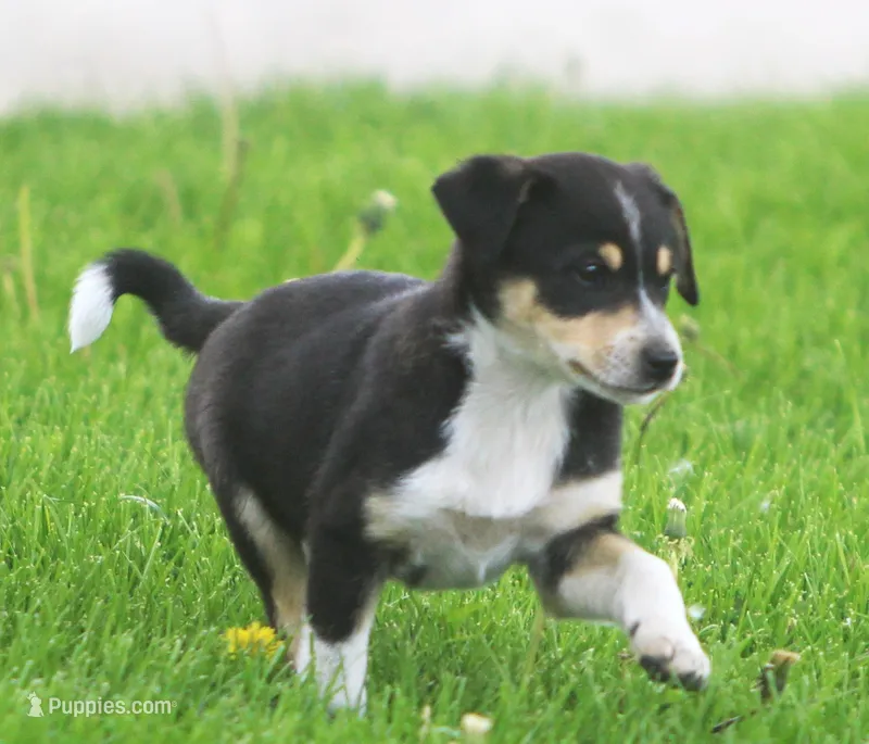 Ziggy – Jack Russell Terrier, Miniature Pinscher puppy for sale in Howell, MI