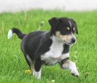 Ziggy, a male Jack Russell Terrier and Miniature Pinscher for sale in Howell, MI – 1 of 4