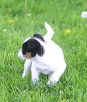 Daisy, a female Jack Russell Terrier and Miniature Pinscher for sale in Howell, MI – 4 of 4