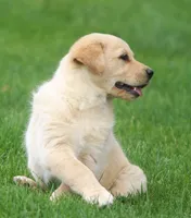 Goldie, a female German Shepherd Dog and Golden Retriever for sale in Howell, MI – 2 of 5