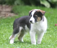 Noah, a male Border Collie and Labrador Retriever for sale in Lansing, MI – 4 of 8