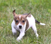 Nina, a female Jack Russell Terrier and Toy Fox Terrier for sale in Lansing, MI – 3 of 4