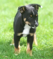 Biggs, a male Australian Shepherd and Labrador Retriever for sale in Howell, MI – Photo 2 of 2