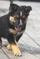Brittany, a female Australian Shepherd and Labrador Retriever for sale in Howell, MI – Photo 2 of 3
