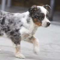 Sophia, a female Australian Shepherd and Labrador Retriever for sale in Howell, MI – Photo 4 of 7