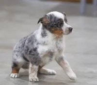 Sophia, a female Australian Shepherd and Labrador Retriever for sale in Howell, MI – Photo 6 of 7