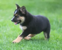 Brittany, a female Australian Shepherd and Labrador Retriever for sale in Howell, MI – Photo 3 of 3