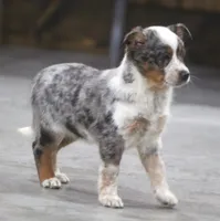 Sophia, a female Australian Shepherd and Labrador Retriever for sale in Howell, MI – Photo 3 of 7