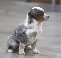 Sophia, a female Australian Shepherd and Labrador Retriever for sale in Howell, MI – Photo 5 of 7