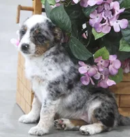 Sophia, a female Australian Shepherd and Labrador Retriever for sale in Howell, MI – Photo 7 of 7