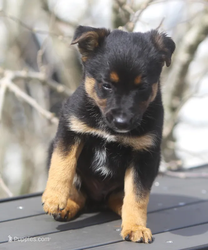 Gus – Australian Shepherd, Labrador Retriever puppy for sale in Howell, MI