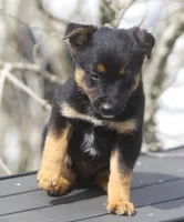 Gus, a male Australian Shepherd and Labrador Retriever for sale in Howell, MI – Photo 1 of 2